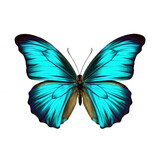 Multicolored butterfly for design. isolated on transparent background. Cyan butterfly