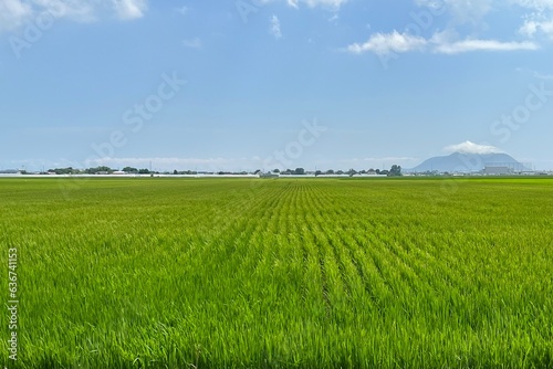 北海道 夏の青空と田園風景