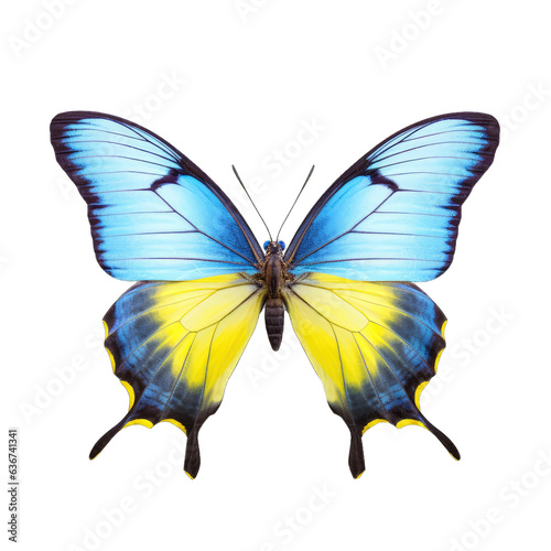 Multicolored butterfly for design. isolated on transparent background. Yellow blue butterfly © Neda Asyasi