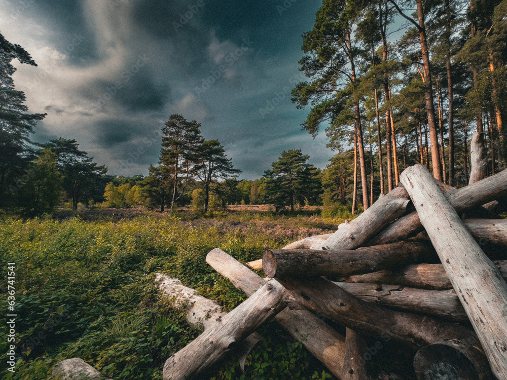 If woods where in my dreams If woods where in my dreams
