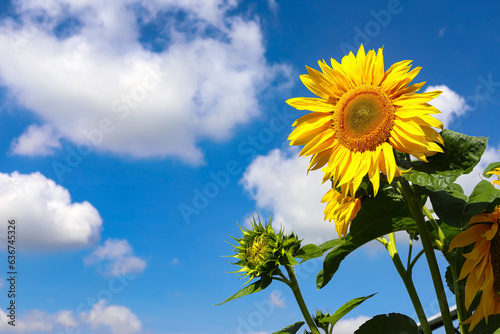 Sunflowers  solar panels Bright yellow sunflower flowers on the background of a solar power plant. Blue sky with white clouds. The concept of the harmony of technology and nature.