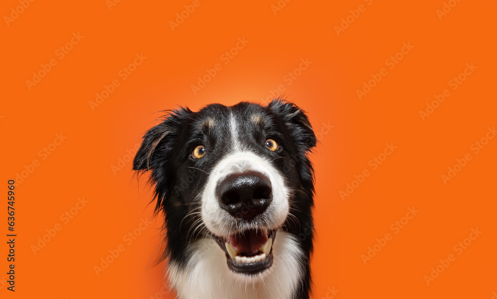 Portrait happy smiling border collie dog on summer or halloween. Isolated on orange background Portrait happy smiling border collie dog on summer or halloween. Isolated on orange background