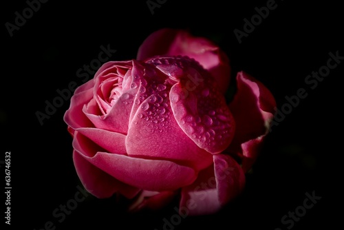 Canvas Print Vibrant pink rose with glistening water droplets on its petals, illuminated in t