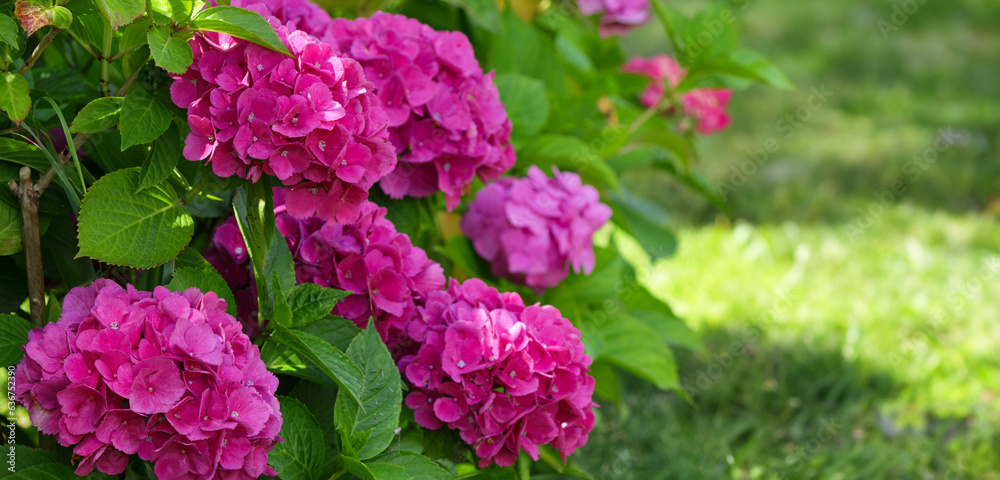 Pink hydrangea flowers, Hydrangea macrophylla in the garden. Blurred background. Pink hydrangea flowers, Hydrangea macrophylla in the garden. Blurred background.