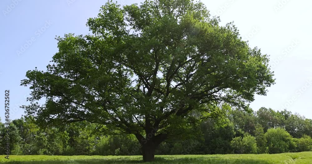 one oak with green foliage in the summer field, a beautiful oak tree in sunny weather one oak with green foliage in the summer field, a beautiful oak tree in sunny weather