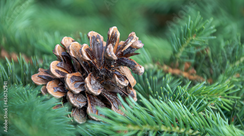 Canvas Print Opened brown cone against the background of coniferous, green branches