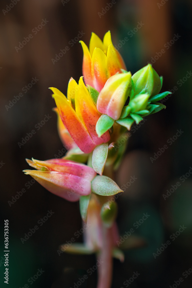 Obraz premium Close-up of a beautiful bouquet of echeveria flowers with a defocused background.