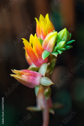 Close-up of a beautiful bouquet of echeveria flowers with a defocused background.