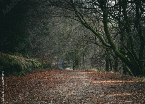 A road surrounded by tall trees and dotted with fallen leaves in Saint Gwynno forest, South Wales photo