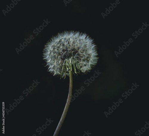 a dandelion with seeds and dark background on the side photo