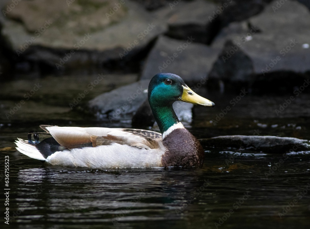 Male mallard duck swimming in a river, surrounded by large rocks and lush green foliage Male mallard duck swimming in a river, surrounded by large rocks and lush green foliage
