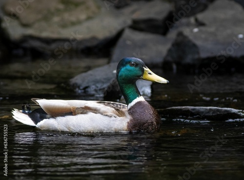 Male mallard duck swimming in a river, surrounded by large rocks and lush green foliage