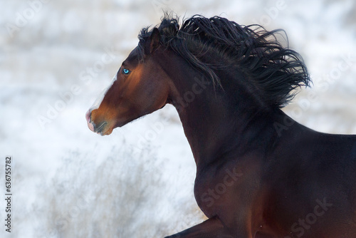 Horse free run in snow photo