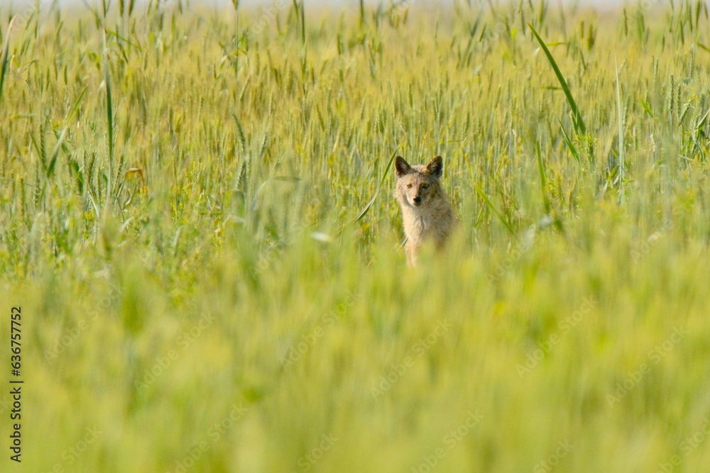 Golden Jackal (Canis aureus) in a Wheat Field.