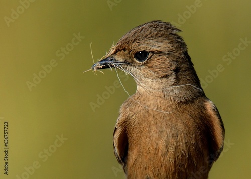 Pied Bushchat (Saxicola caprata) Female. 

A common but beautiful looking bird found in Pakistan and many other countries.

 photo