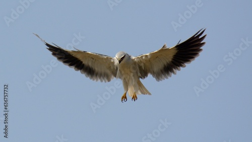 A hovering Black-winged Kite (Elanus caeruleus).  A common but magnificent looking bird of prey found in Pakistan and other countries. © Muhammad Ali