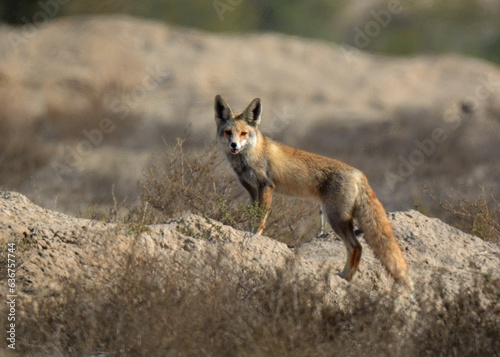 White-footed Fox or Desert Fox  (Vulpes vulpes pusilla).

A subspecies of Red Fox.