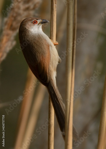 Yellow-eyed Babbler (Chrysomma sinense).A somewhat uncommon bird in Pakistan. Usually seen near Wetlands of the Indus River.
