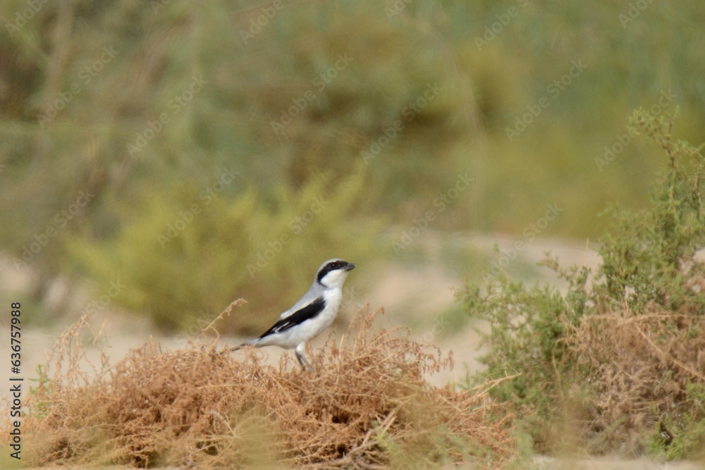 Great Grey Shrike (Lanius excubitor) in the Semi Desert habitat of Pakistan.
A magnificent looking bird which I usually see in drier regions of Pakistan. It is a good mimic too. Great Grey Shrike (Lanius excubitor) in the Semi Desert habitat of Pakistan.
A magnificent looking bird which I usually see in drier regions of Pakistan. It is a good mimic too.