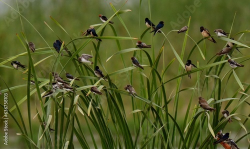 Barn Swallow, Streak-throated Swallow, Grey-throated Martin, Wire-tailed Swallow resting on reeds on a cloudy day in a wetland of Pakistan. photo