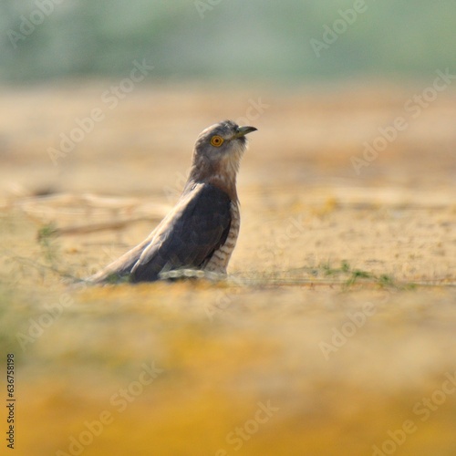 Common Hawk Cuckoo (Hierococcyx varius)

A brood parasite. Laying its eggs in other bird's nests. Usually Babblers.

It very closely resembles the hawk found in South Asia, especially Shikra. photo