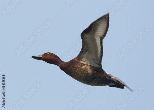 A male Ferruginous Pochard / White-eyed Duck (Aythya nyroca) in flight.

A scarce winter migrant and visitor to the Wetlands of Pakistan. A fascinating species that I always love to photograph.
 photo