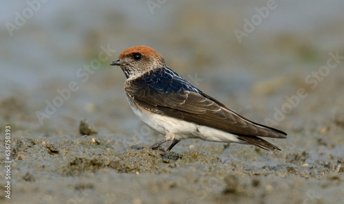 Streak-throated Swallow (Petrochelidon fluvicola) collecting mud for Nest.

They pick mud in their mouth and build their nests, usually below bridges. photo