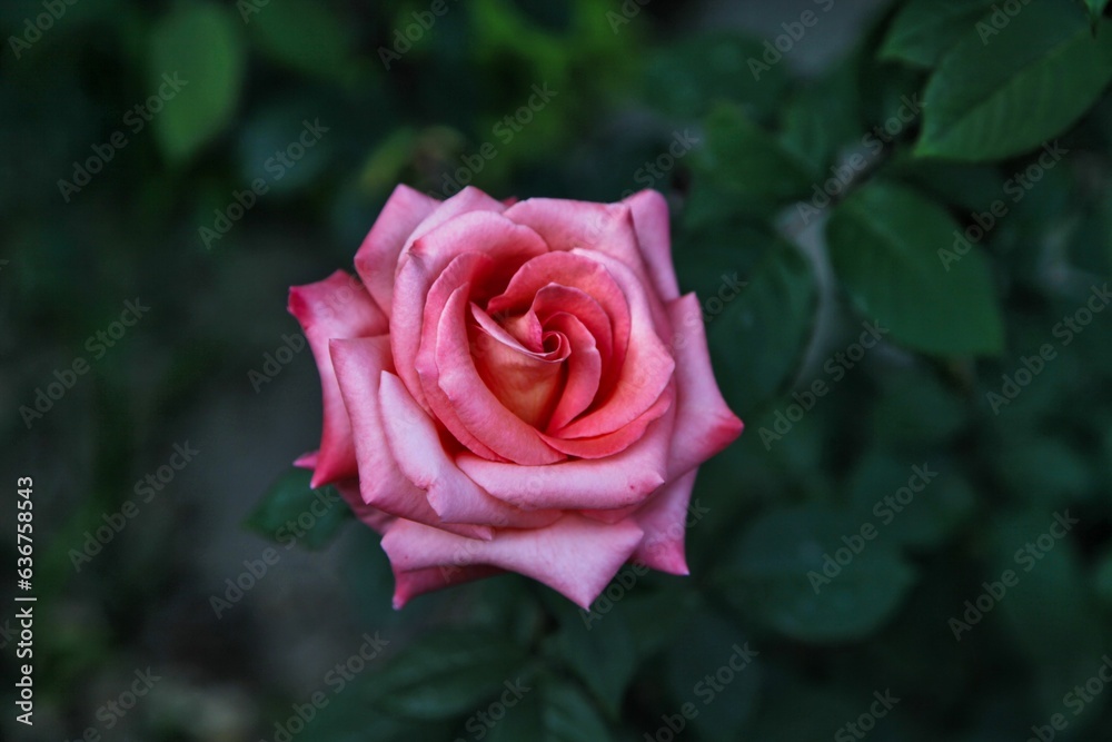 a pink rose is blooming by itself outside in the sun a pink rose is blooming by itself outside in the sun