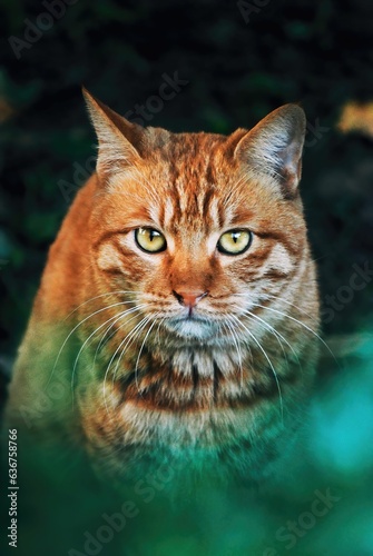 Close-up shot of a cheerful orange and white striped cat with bright eyes