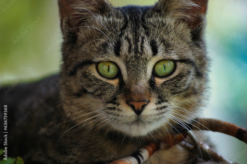 Naklejka premium Closeup shot of an adorable tabby cat with striking green eyes