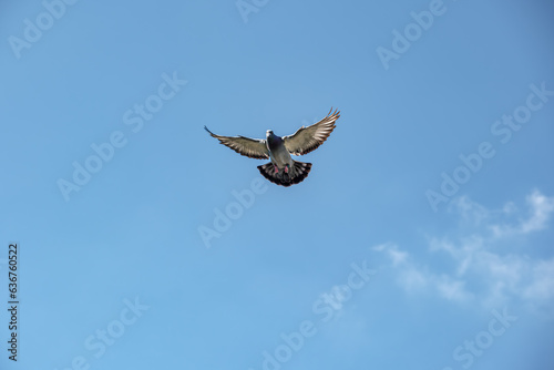 A carrier pigeon comes home and spreads its wings for landing against a blue sky as background