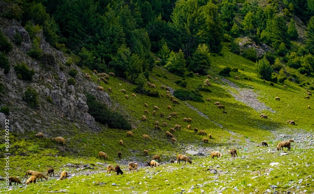Flock of sheep grazing in a green valley surrounded by mountains.