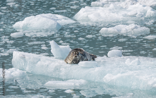Harbour Seal on a growler (small iceberg) in an ice flow in College Fjord, Alaska, USA