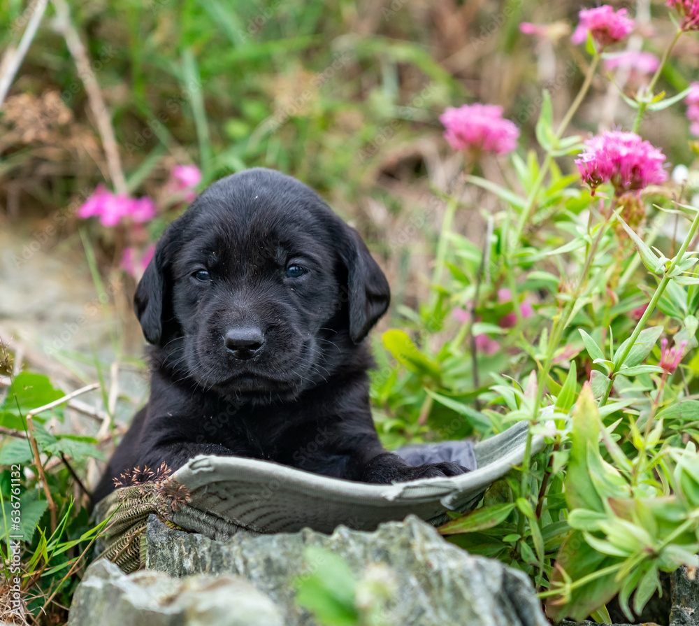 Working gun dog training and puppies Working gun dog training and puppies