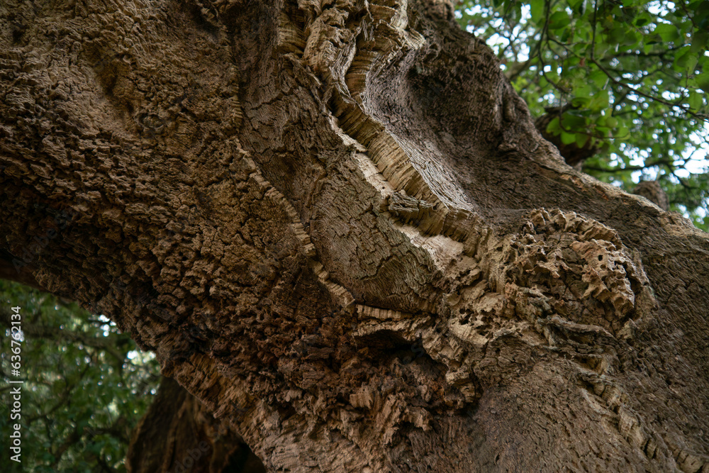 Cork oak tree. Close up of bark. Cork oak tree. Close up of bark.
