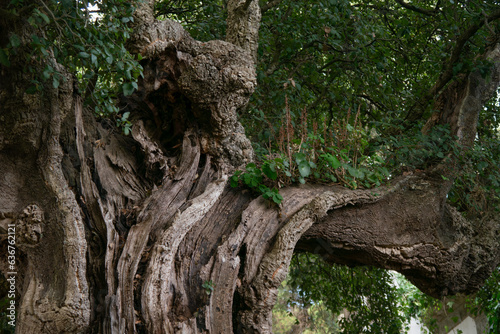 Cork oak tree in Portugal. Close up of branches and trunk.