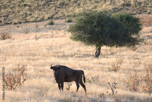 European bison or wisent in its natural habitat