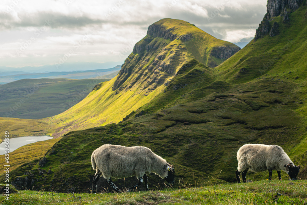 Fototapeta premium Sheep atop of the Quiraing of Meall na Suiramach in Trotternish on the Isle of Skye, Scotland