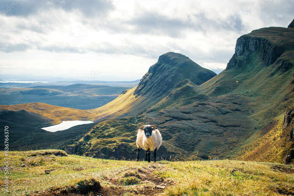 Single sheep atop of the Quiraing of Meall na Suiramach in Trotternish on the Isle of Skye, Scotland