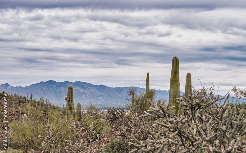 Photo of a majestic saguaro cactus standing tall in the desert landscape