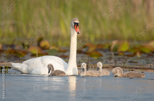 Mother mute swan with chicks. Swan mother's care. Cygnus olor chicks. photo