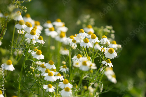 Organic chamomile flowers on a meadow. Matricaria chamomilla is also known as German chamomile or Hungarian chamomile.
