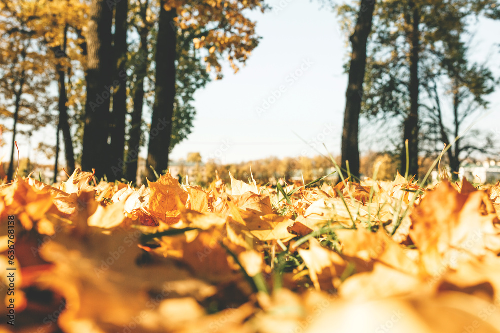 Colorful fallen autumn leaves on the grass in the sunny morning light in the park or forest. Autumn concept