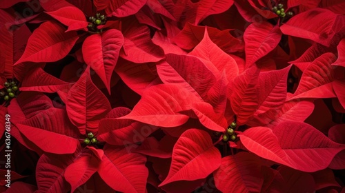 A closeup of the blossomed beautiful red poinsettia flowers created with Generative AI technology.