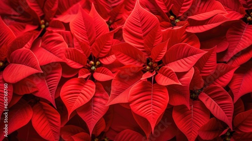 A closeup of the blossomed beautiful red poinsettia flowers created with Generative AI technology. photo