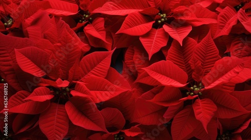 A closeup of the blossomed beautiful red poinsettia flowers created with Generative AI technology.