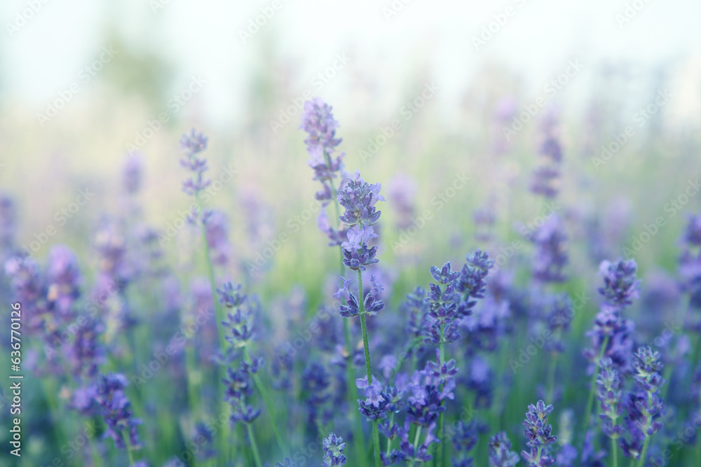 Beautiful lavender meadow on sunny day, selective focus Beautiful lavender meadow on sunny day, selective focus
