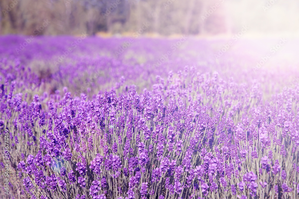 Naklejka premium Beautiful lavender meadow on sunny day, selective focus