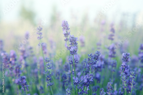Beautiful lavender meadow on sunny day, selective focus