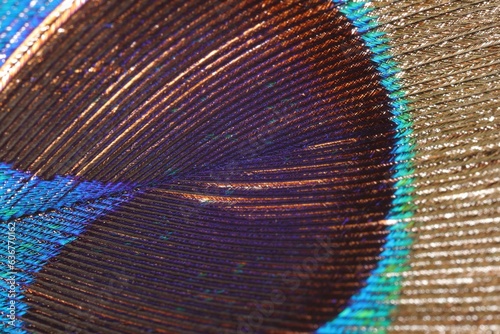 Texture of beautiful peacock feather as background, closeup